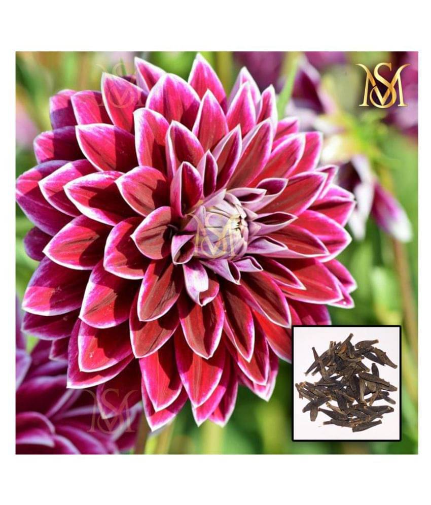 MS Dalhia Seed / Dahlia Hybrids Mixed Color - Dahlia Flower Seeds MS Dalhia Seed / Dahlia Hybrids Mixed Color - Dahlia Flower Seeds