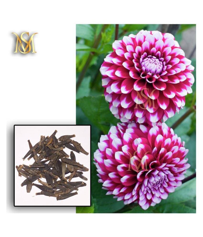 MS Dalhia Seed / Dahlia Hybrids Mixed Color - Dahlia Flower Seeds MS Dalhia Seed / Dahlia Hybrids Mixed Color - Dahlia Flower Seeds