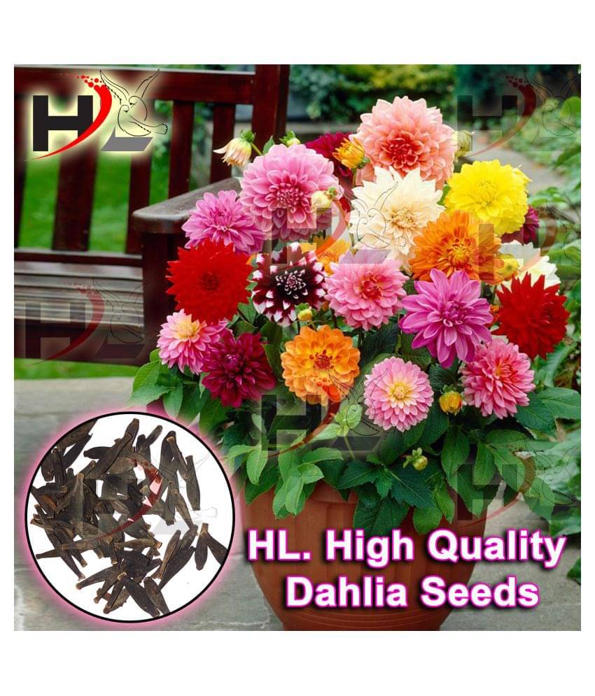 HL. Dahlia Hybrids Mixed Color - Dahlia Flower Seeds HL. Dahlia Hybrids Mixed Color - Dahlia Flower Seeds