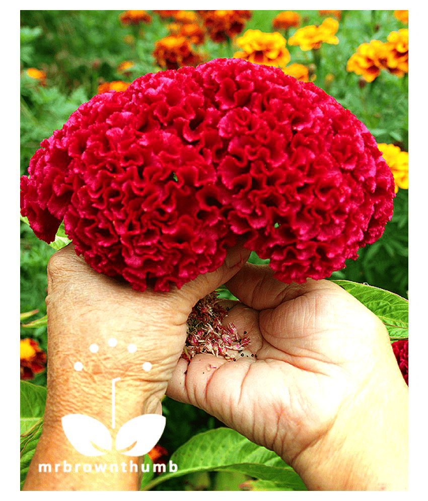 cox comb flower 50 seed