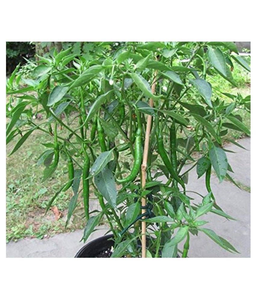 Saraswati garden Vegetable Seeds Chilli Pepper Hybrid Green Long for Pot Container growing High Yield 100 seeds Saraswati garden Vegetable Seeds Chilli Pepper Hybrid Green Long for Pot Container growing High Yield 100 seeds