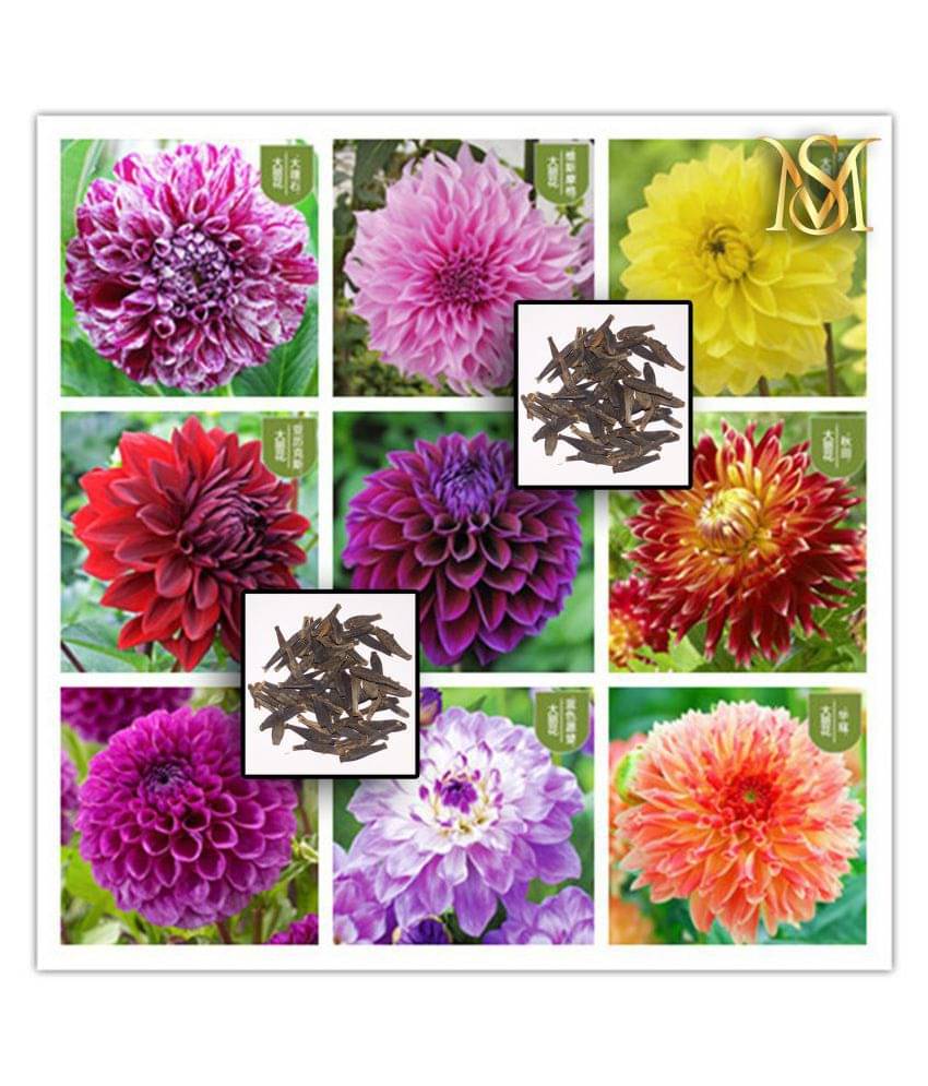 MS Dalhia Seed / Dahlia Hybrids Mixed Color - Dahlia Flower Seeds MS Dalhia Seed / Dahlia Hybrids Mixed Color - Dahlia Flower Seeds