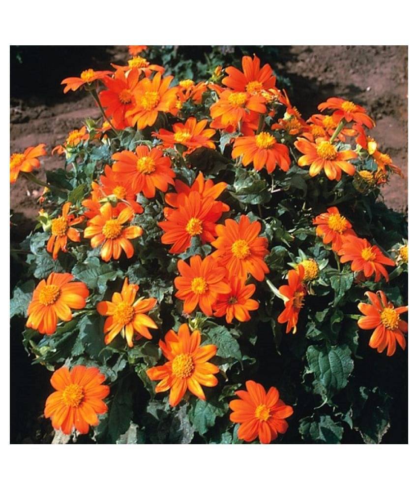     			Raunak Seeds Omaxe Tithonia Torch Red, Avg 30-50 Seeds