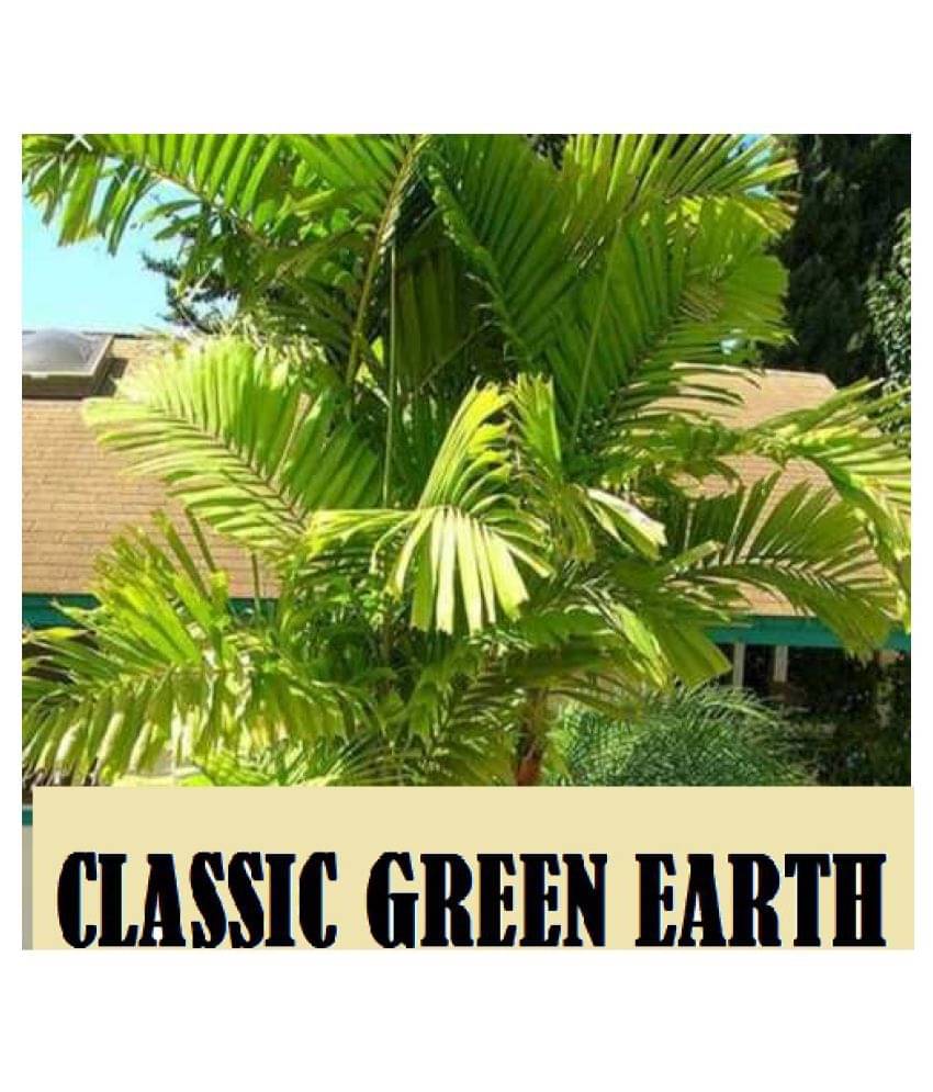     			Areca Palm/Butterfly Palm/Dypsis Lutescens Ornamental Tree Seeds (10 Seeds) with growing cocopeat
