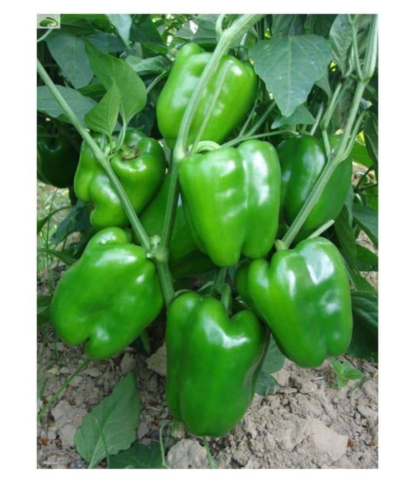 Green Capsicum Seeds For Kithen Garden