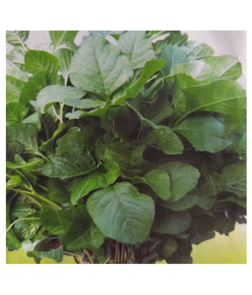 Nature Trade Champanote Sak Seed, (300 seeds)
