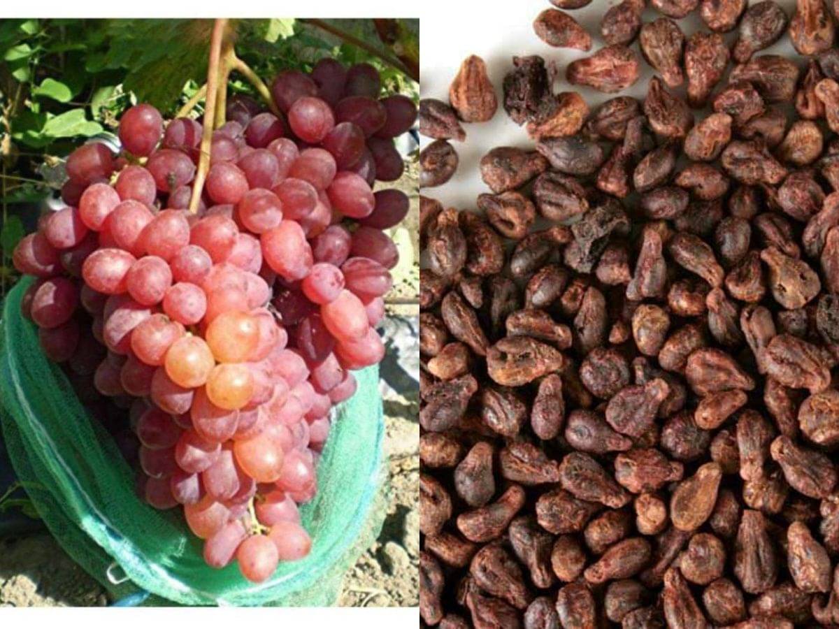 Kraft Seeds Sweet Manicure Finger Grapes Professional Seed Set (Pack of 15)     			Kraft Seeds Sweet Manicure Finger Grapes Professional Seed Set (Pack of 15)