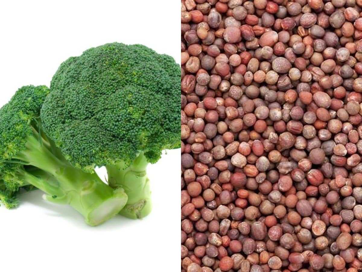 Pearl Broccoli f1 hybrid seeds