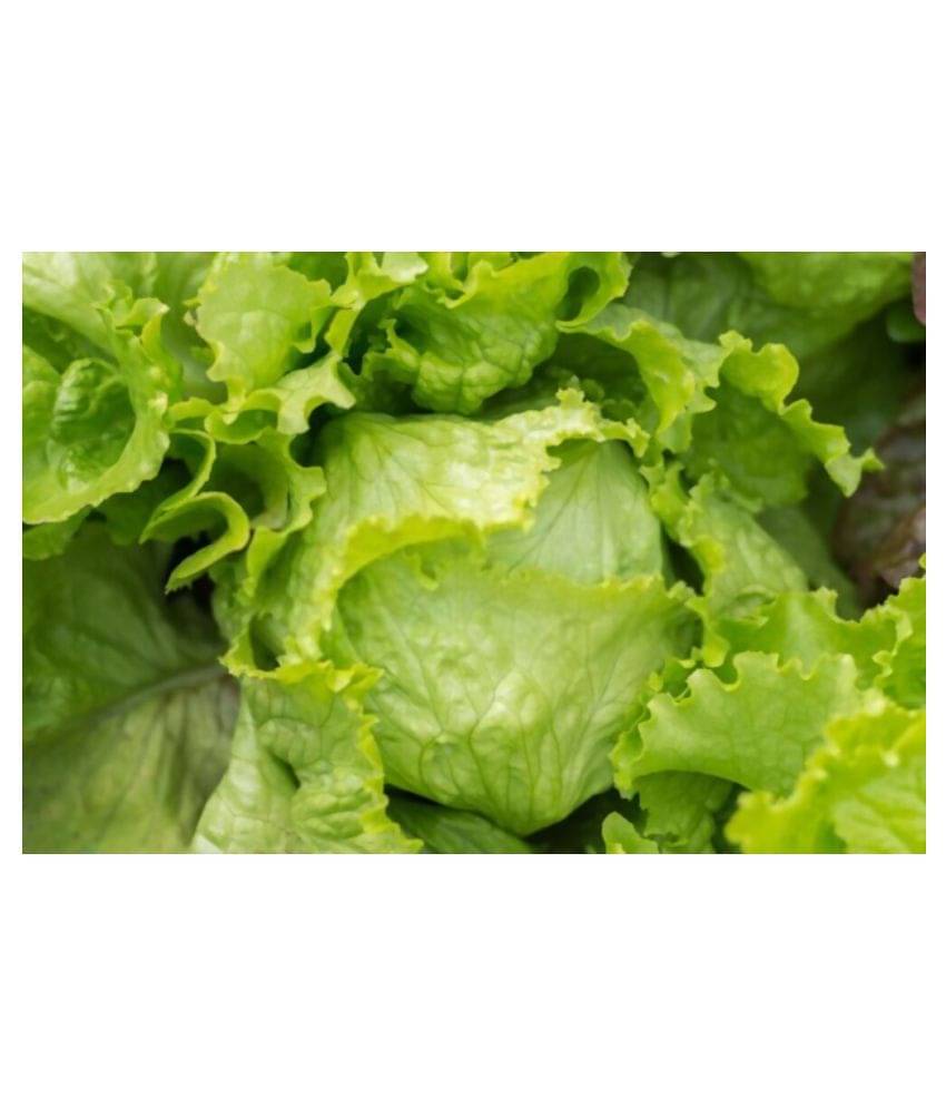     			Lettuce Green (Salad Patta) Vegetables Seeds - Pack of 100 Seeds