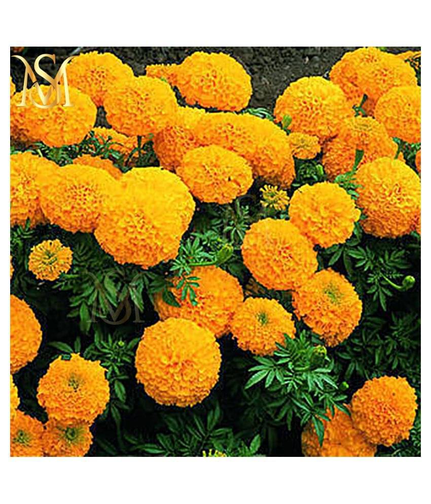     			MS. Marigold Seeds MIX 30 seeds