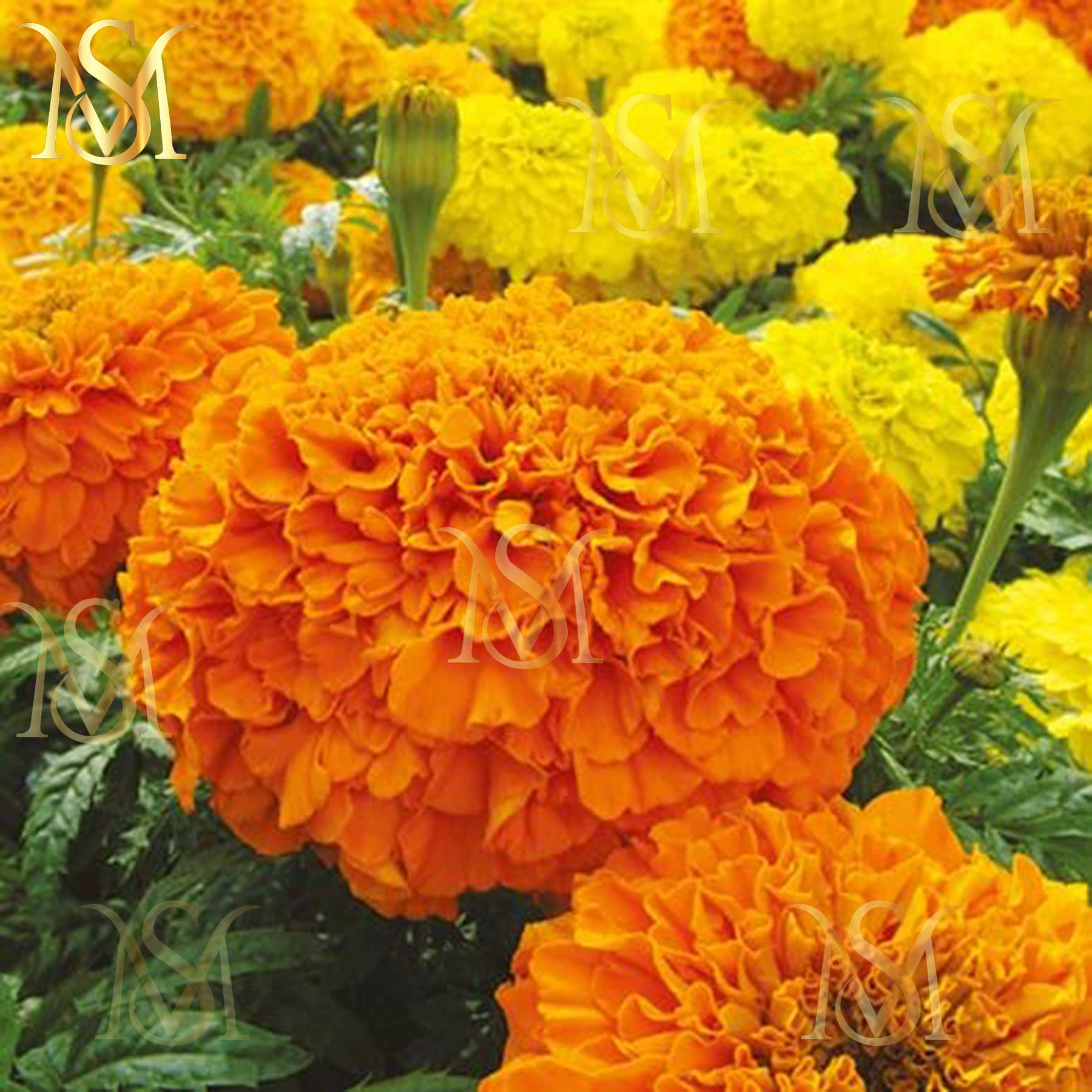MS. Marigold Seeds MIX 30 seeds