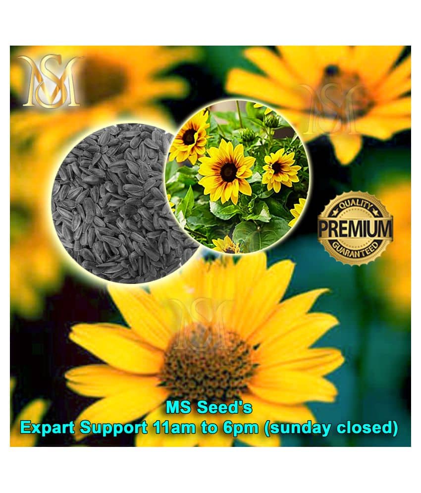 MS small sunflower seeds