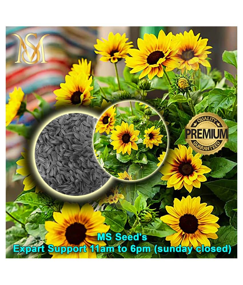 MS small sunflower seeds
