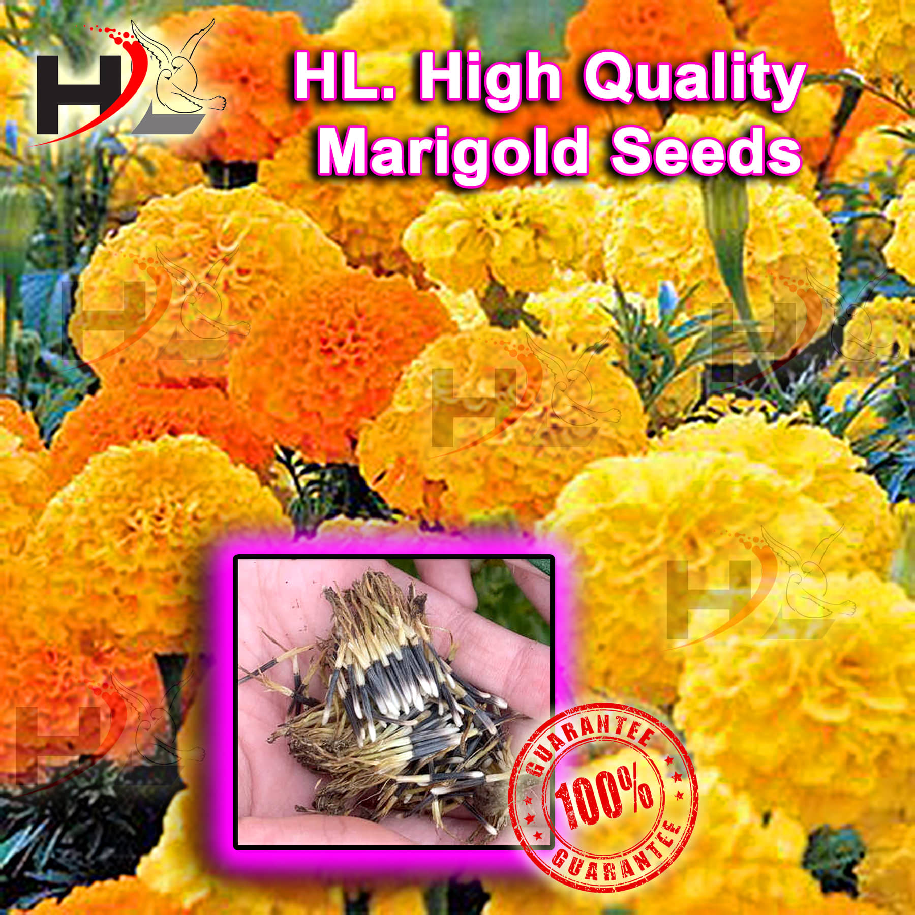 HL. High Quality MIX Marigold Seed 100% working