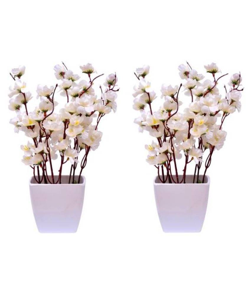 Green plant indoor Orchids White Flowers With Pot - Pack of 2 Green plant indoor Orchids White Flowers With Pot - Pack of 2