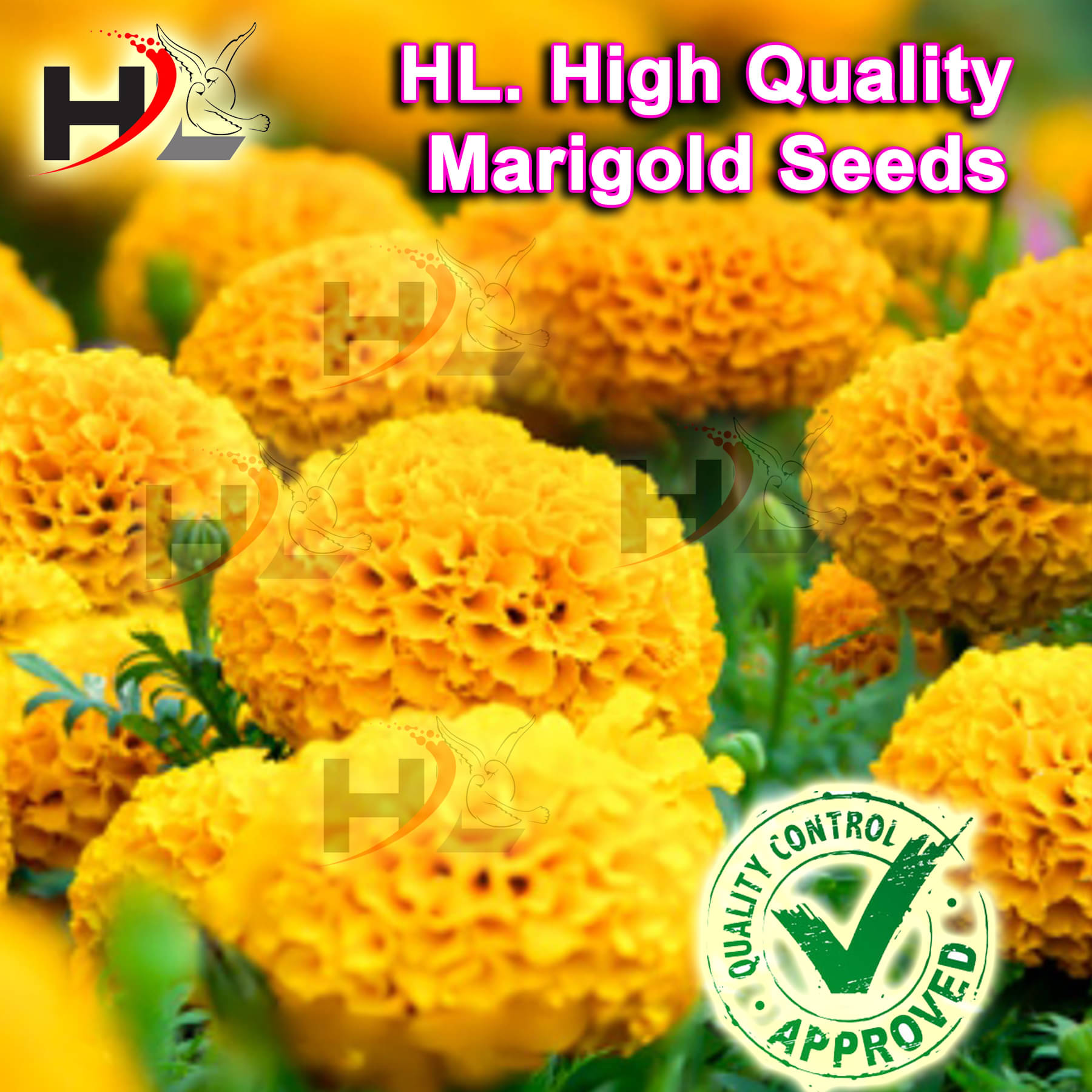     			HL. High Quality MIX Marigold Seed (FREE PLANTS/FLOWER GROWING FOOD) 100% working / African Marigold Seeds