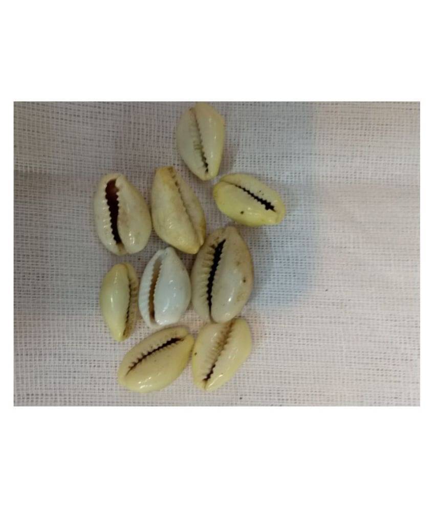     			Yellow Kowri/ Natural Kowdi /Pooja Kowdi /Kowdi Shells