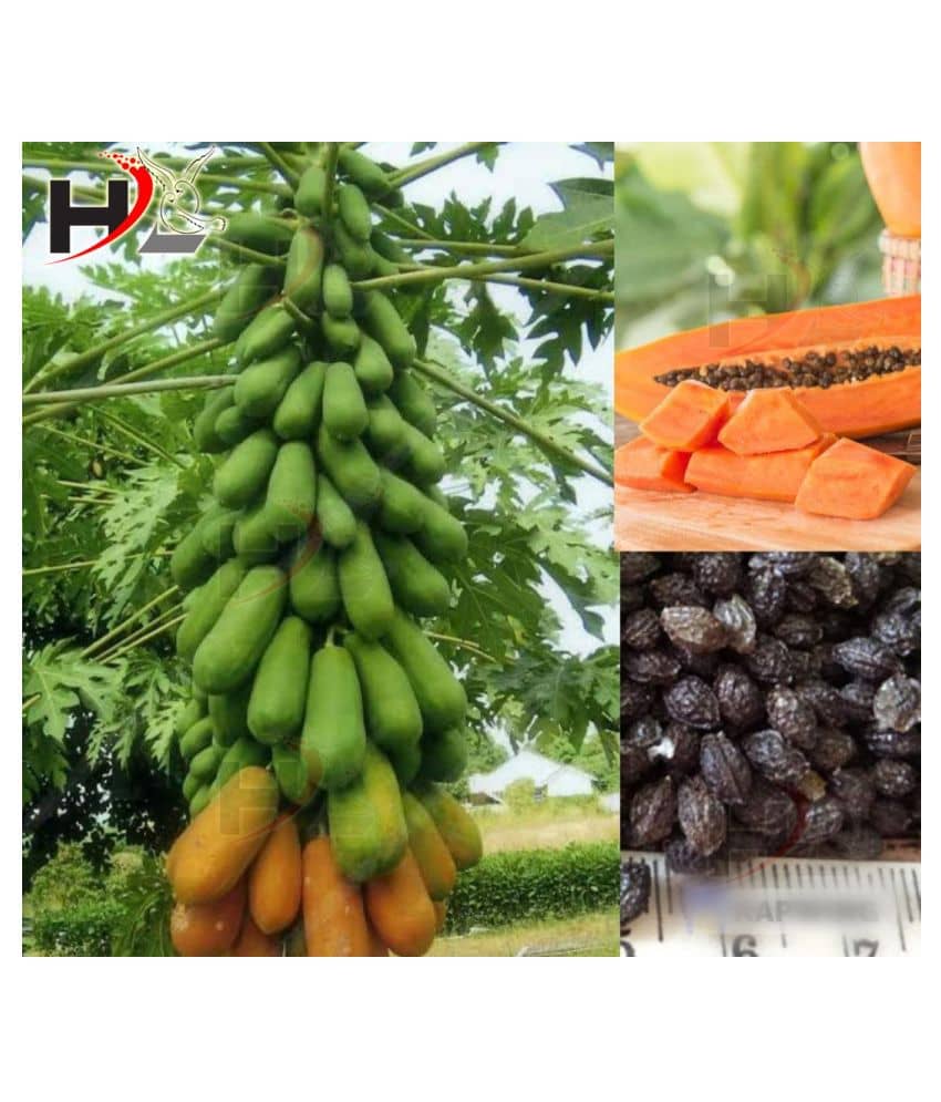 HL. Papaya Seeds 50pcs (Hybrid)