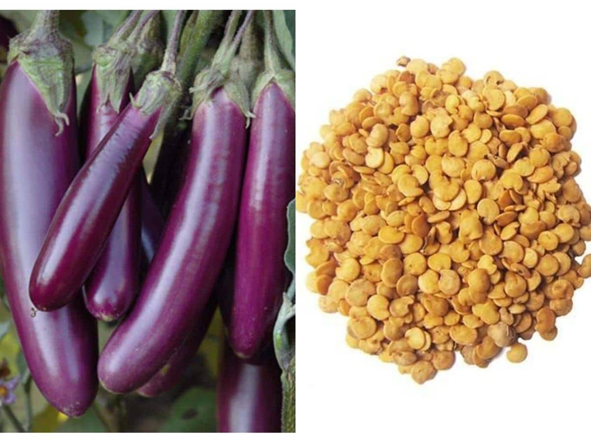 F1 Hybrid Brinjal Long | High Quality Seeds | Pack of 100 Seeds