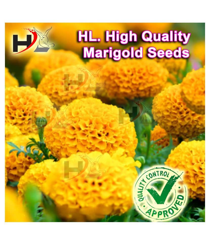 HL. High Quality MIX Marigold Seed (FREE PLANTS/FLOWER GROWING FOOD) 100% working / African Marigold Seeds