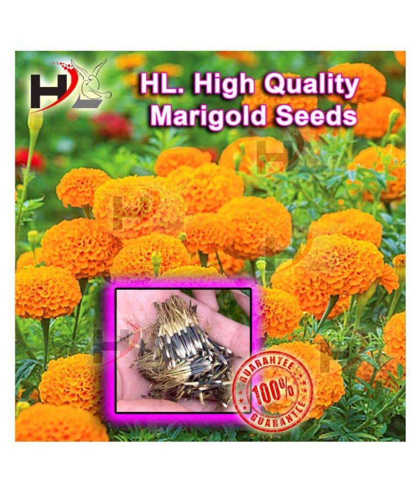 HL. High Quality MIX Marigold Seed 100% working