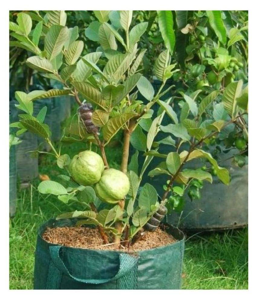     			Giant Thailand Guava Seeds | Pack of 100 Seeds with growing cocopeat