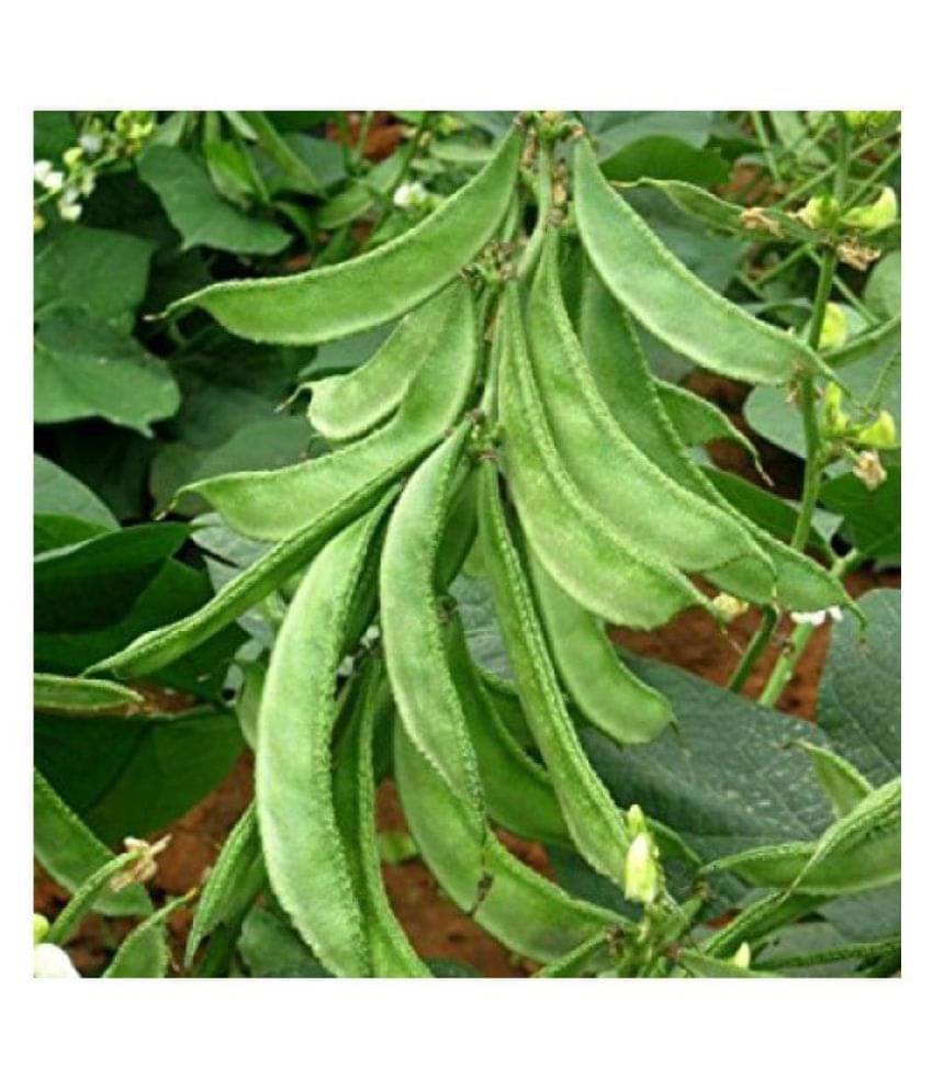     			Lablab Dolichos Bean Seeds " Arka Amogh " High Yield Variety Vegetable Seeds ( 10 Seeds Pack )