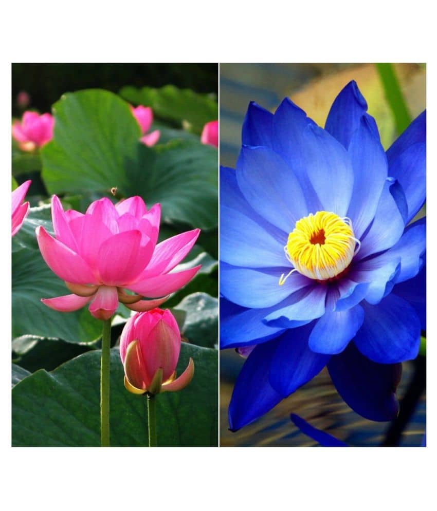 Lotus Flower Mixed Colour Seeds - 10 seed