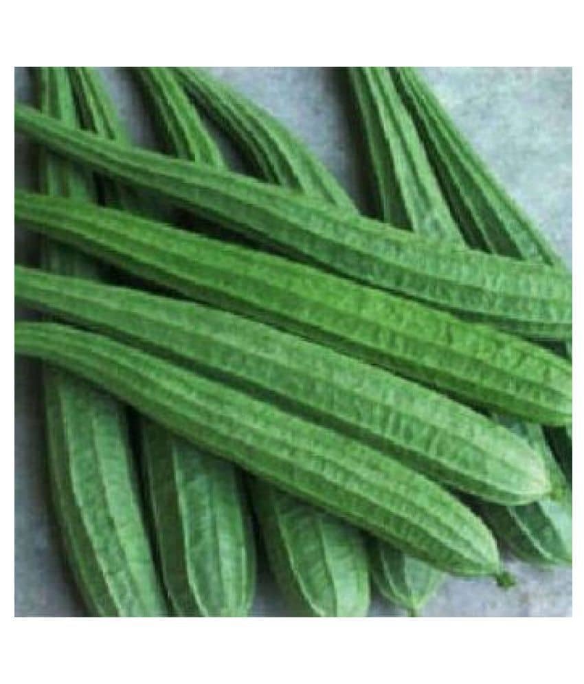 F1 Hybride Ridge GOURD Seed (20 seeds)