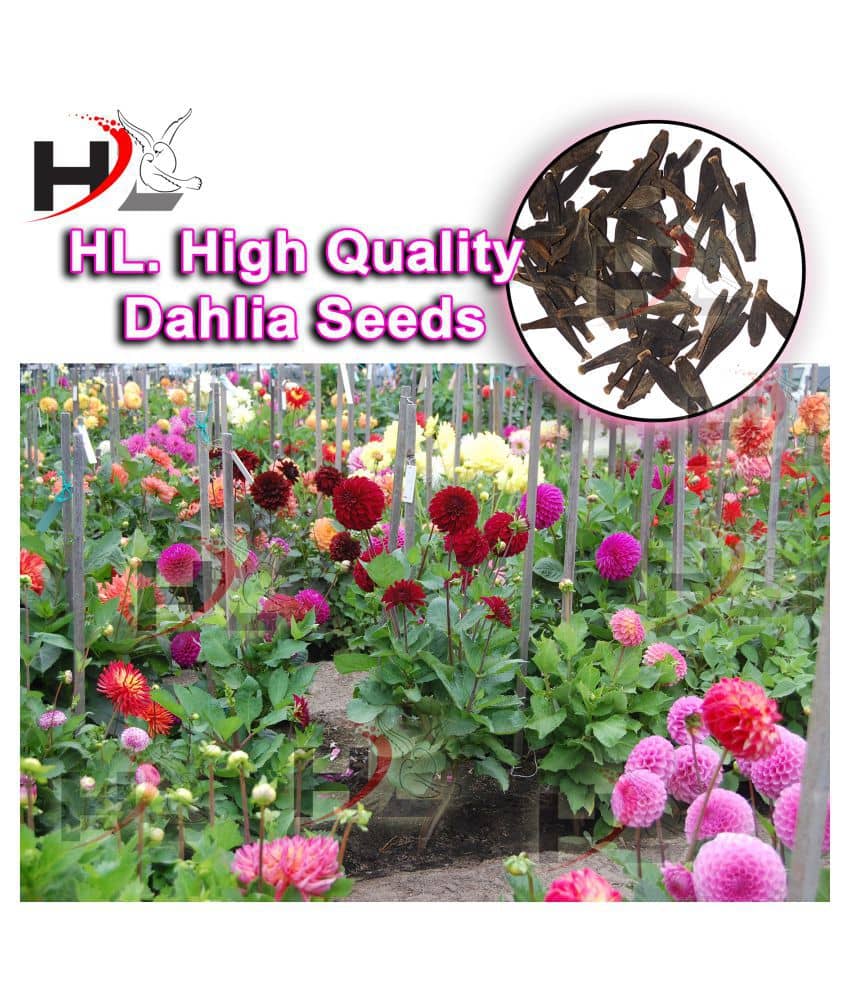 HL. Dahlia Hybrids Mixed Color - Dahlia Flower Seeds