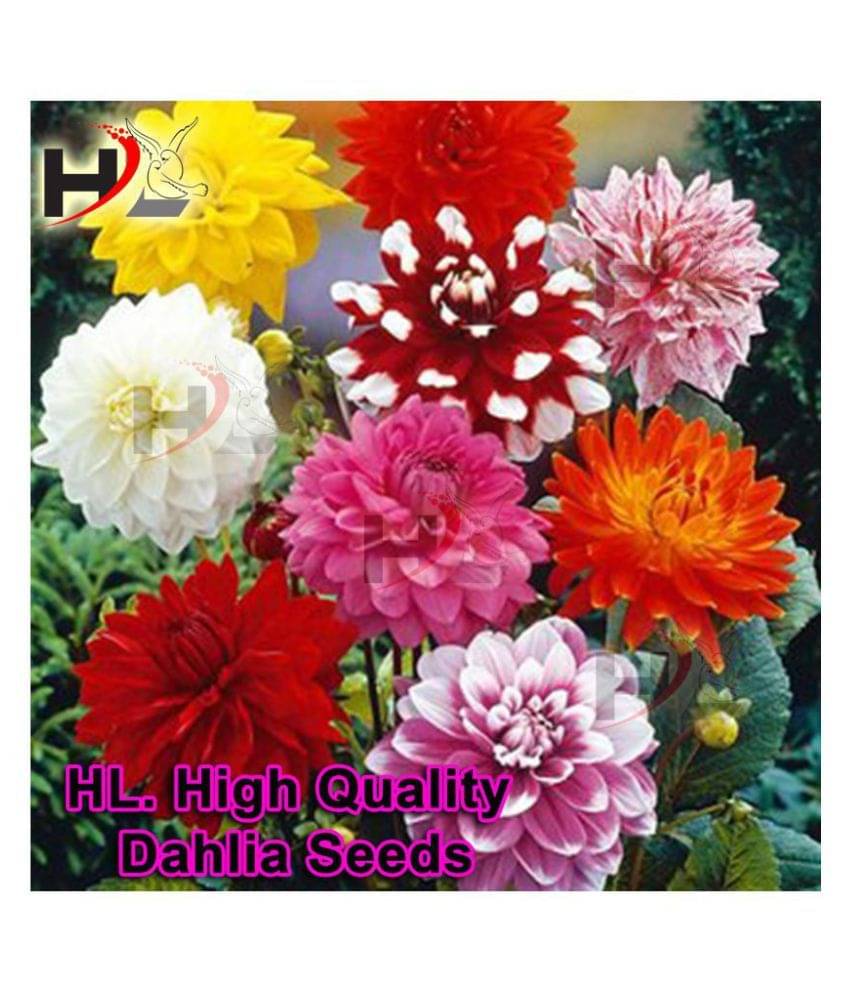 HL. Dahlia Hybrids Mixed Color - Dahlia Flower Seeds HL. Dahlia Hybrids Mixed Color - Dahlia Flower Seeds