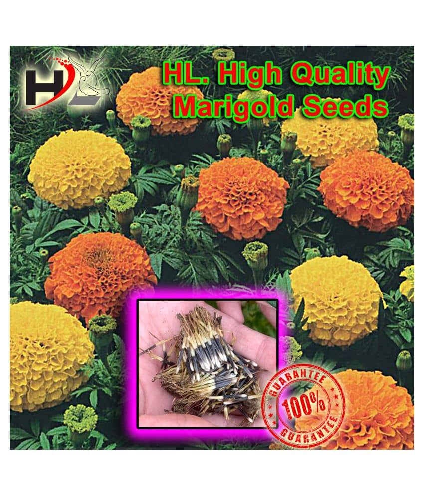 HL. High Quality MIX Marigold Seed 100% working
