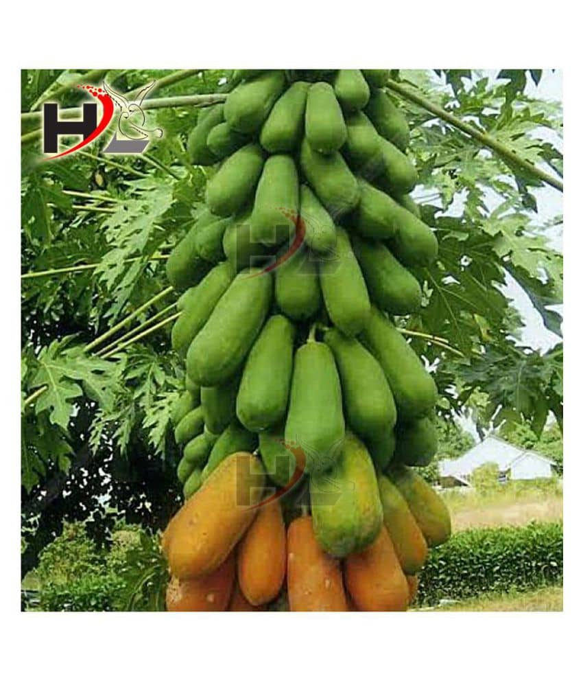 HL. Papaya Seeds 50pcs (Hybrid)