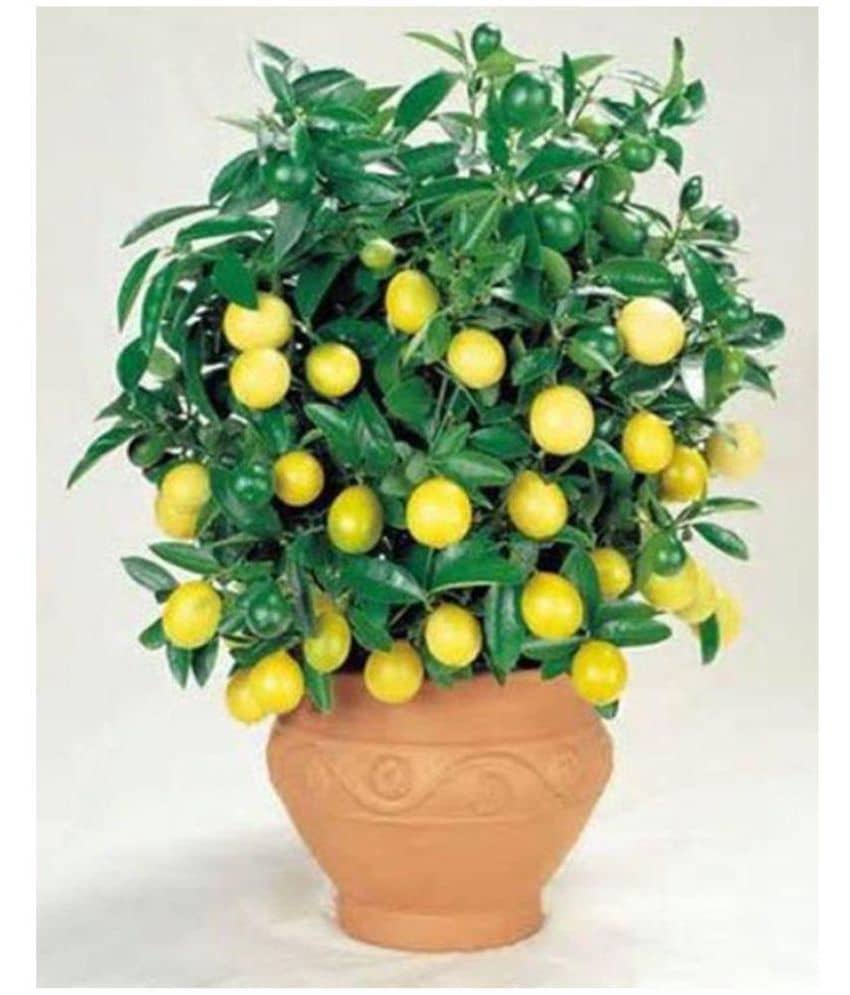 INNATE Lemon Seeds - 20 seed Pack