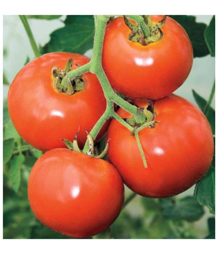 Tomato/ Tamatar Seeds - Kitchen Gardening Pack - Approx 200 Seeds