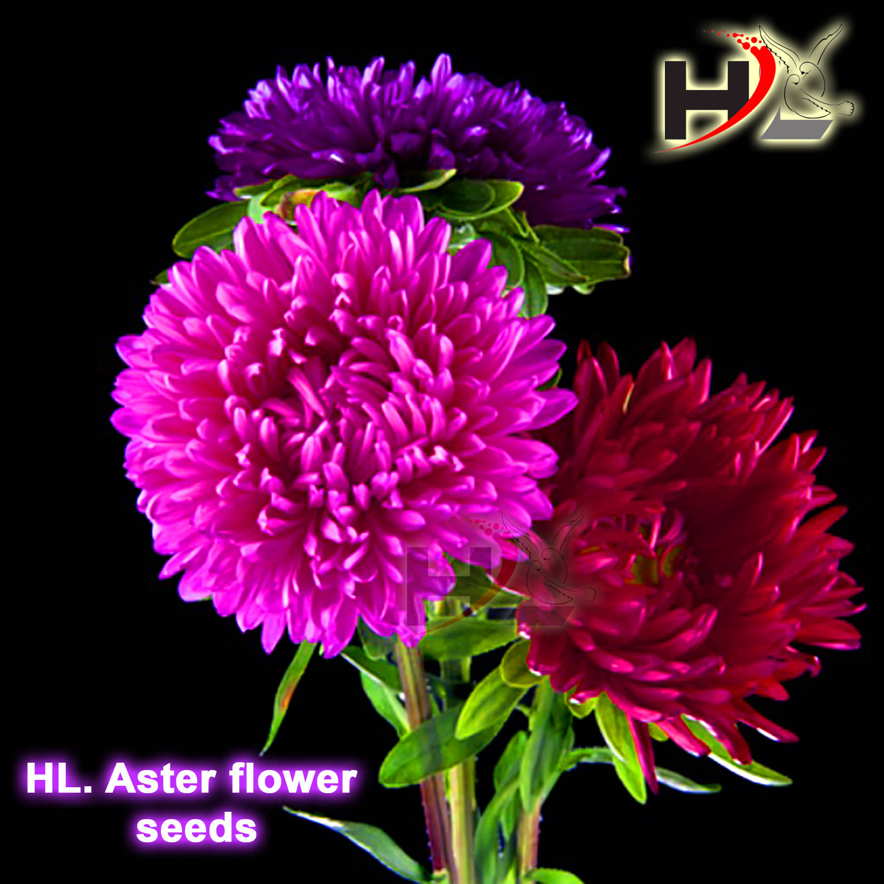 HL. Aster Double mix color Seed / Like Dahlia Seeds HL. Aster Double mix color Seed / Like Dahlia Seeds