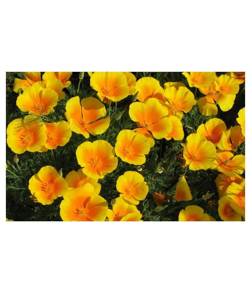Poppy Yellow Flower Seeds For Home Gardening with free cocopeat