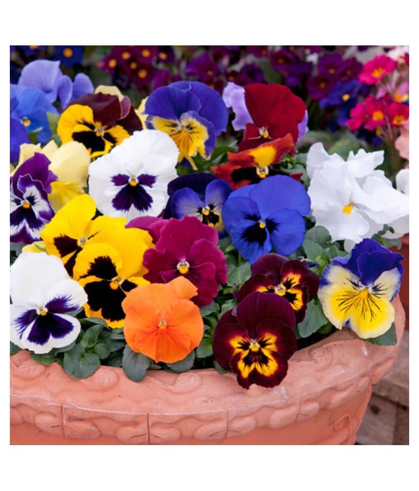 CLASSIC GREEN EARTH Jioo Organics Asia Pansy Medium Mixed Premium Flower Hybrid 50+ Seed