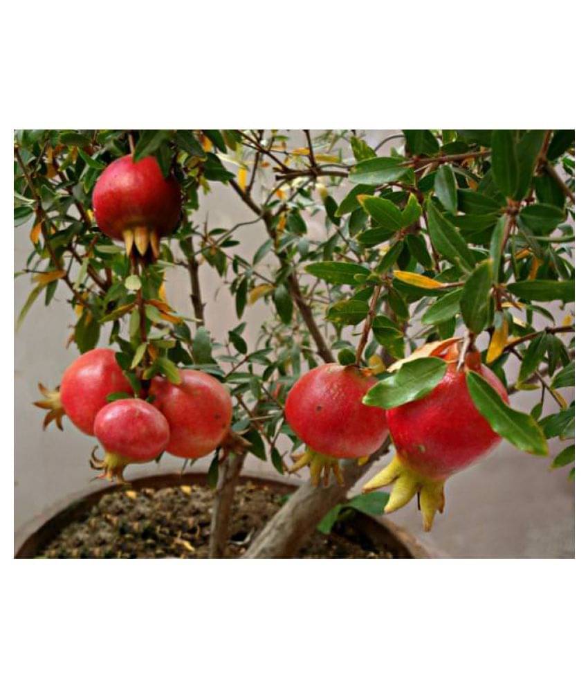     			POMEGREANATE SEEDS 50 SEEDS