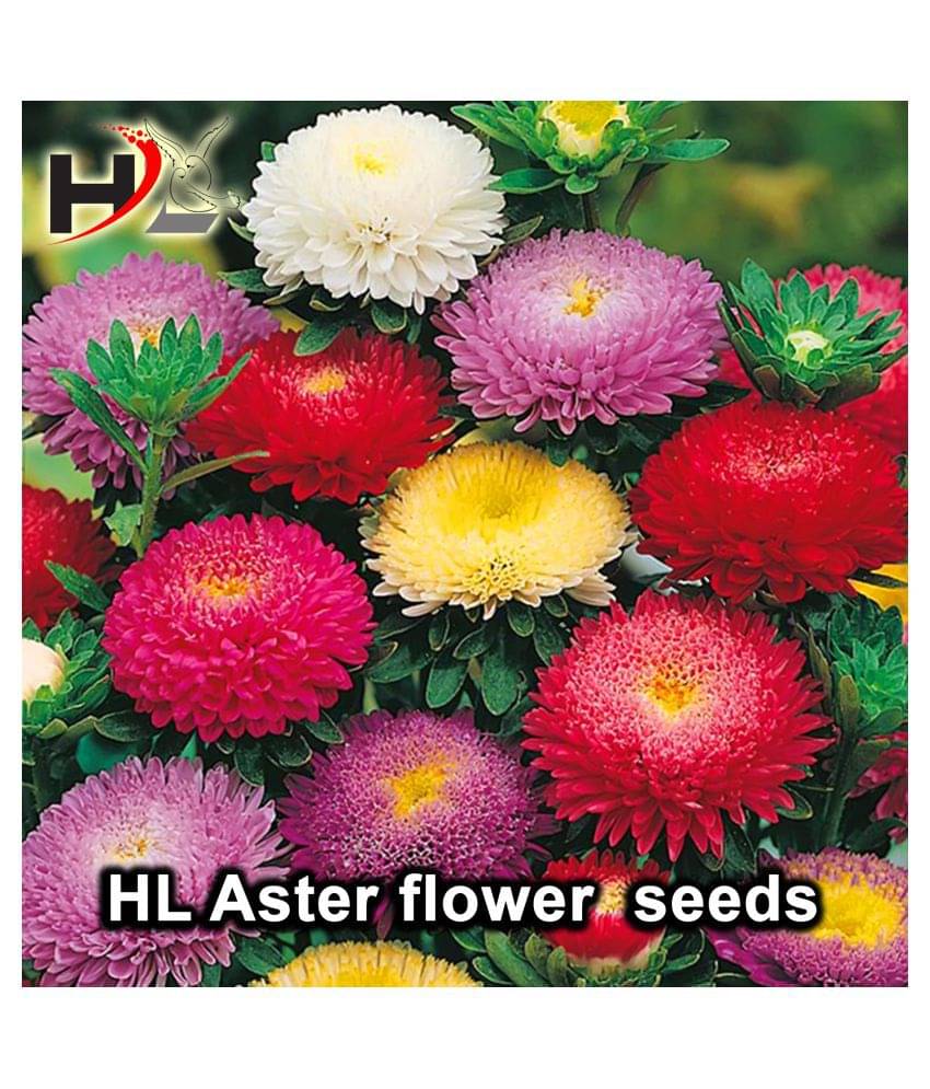     			HL. Aster Double mix color Seed / Like Dahlia Seeds