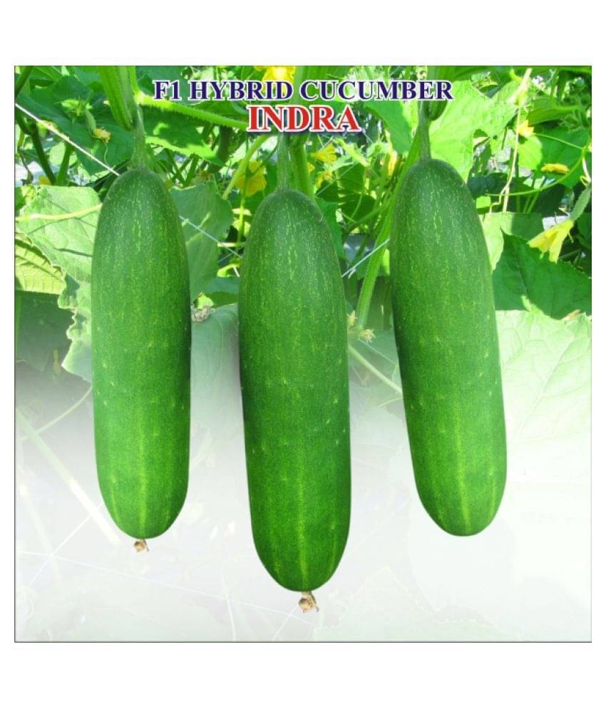     			Iris F1 Hybrid Cucumber Indra (40 Seeds)