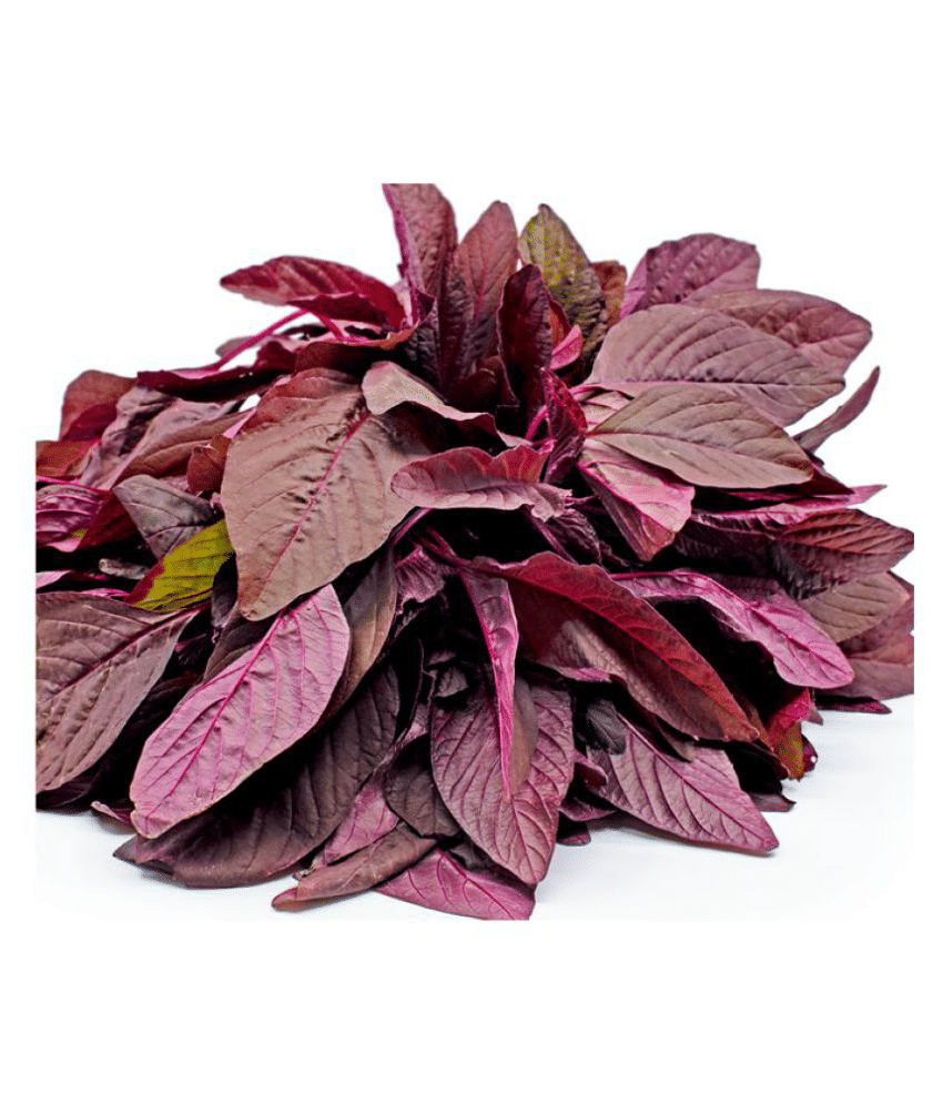 Joycity Amaranthus Red Organic Vegetable Seeds Seed (1000+ Seeds)
