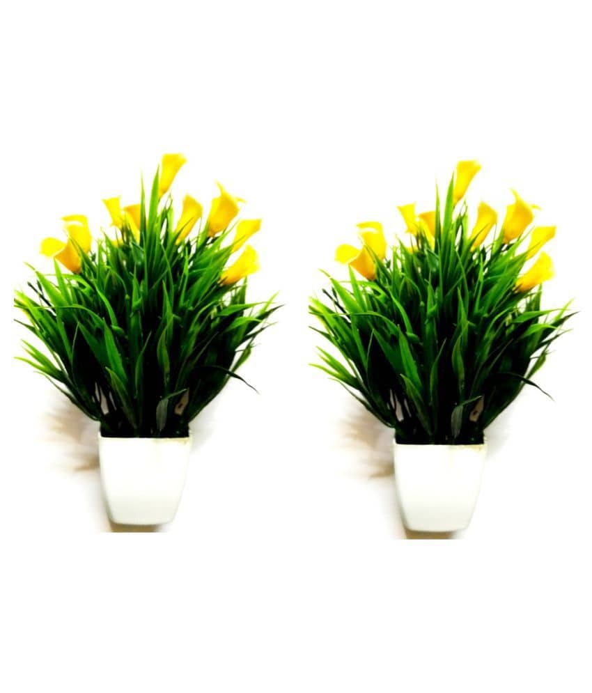 Green plant indoor Wild Flower Multicolour Flowers With Pot - Pack of 2