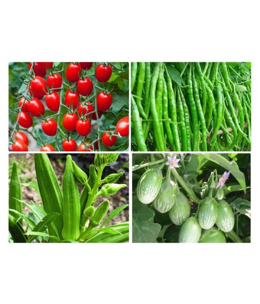 shivam organic seeds Vegetables Seed combo - 4 - Varieties - 45+ seed with Instruction Manual shivam organic seeds Vegetables Seed combo - 4 - Varieties - 45+ seed with Instruction Manual