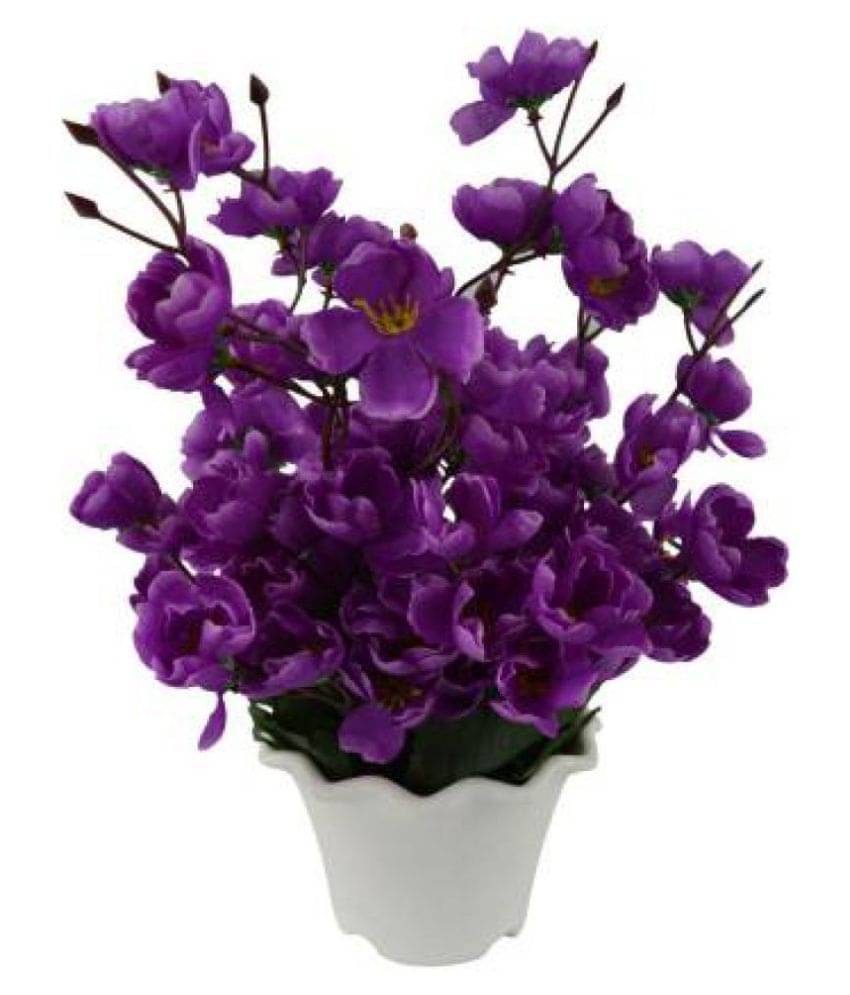 Green plant indoor Orchids Purple Flowers With Pot - Pack of 1 Green plant indoor Orchids Purple Flowers With Pot - Pack of 1