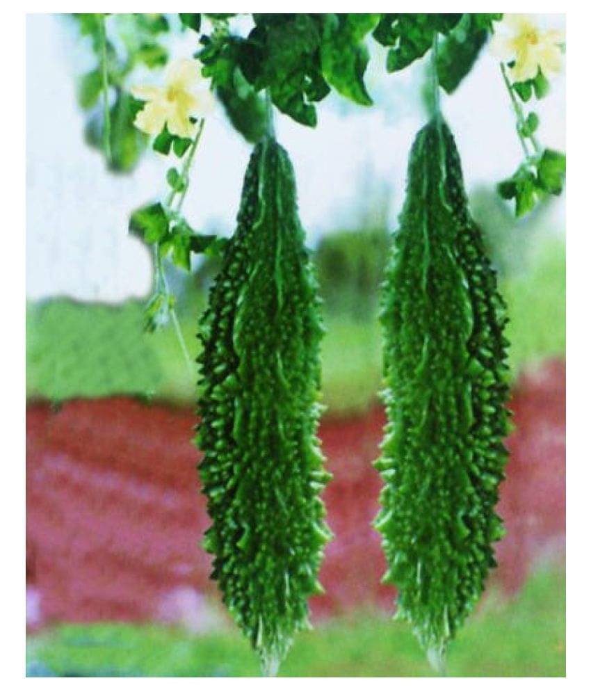     			Saraswati Traders Gardens High Yield Hybrid Rare Bitter Gourd/Bitter melon (Vegetable Seeds) 20 Seeds Pack