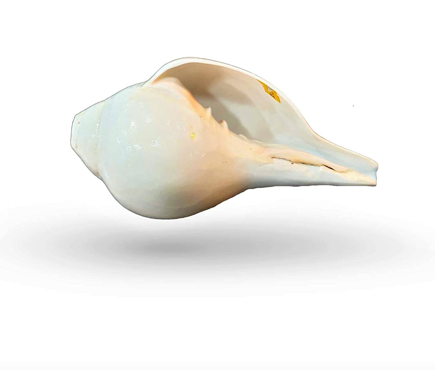 Blowing Shankh with Brass Stand Blowing Shankh Natural for Pooja Loud & Vamavarti (White) Pooja/Pujan Conch 5.5 inch with brass stand Blowing Shankh with Brass Stand Blowing Shankh Natural for Pooja Loud & Vamavarti (White) Pooja/Pujan Conch 5.5 inch with brass stand