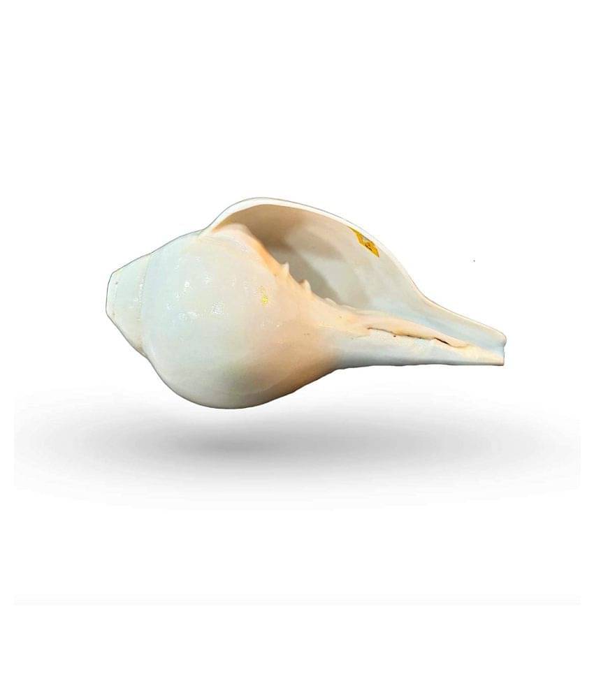 Blowing Shankh with Brass Stand Blowing Shankh Natural for Pooja Loud & Vamavarti (White) Pooja/Pujan Conch 6 inch with brass stand Blowing Shankh with Brass Stand Blowing Shankh Natural for Pooja Loud & Vamavarti (White) Pooja/Pujan Conch 6 inch with brass stand