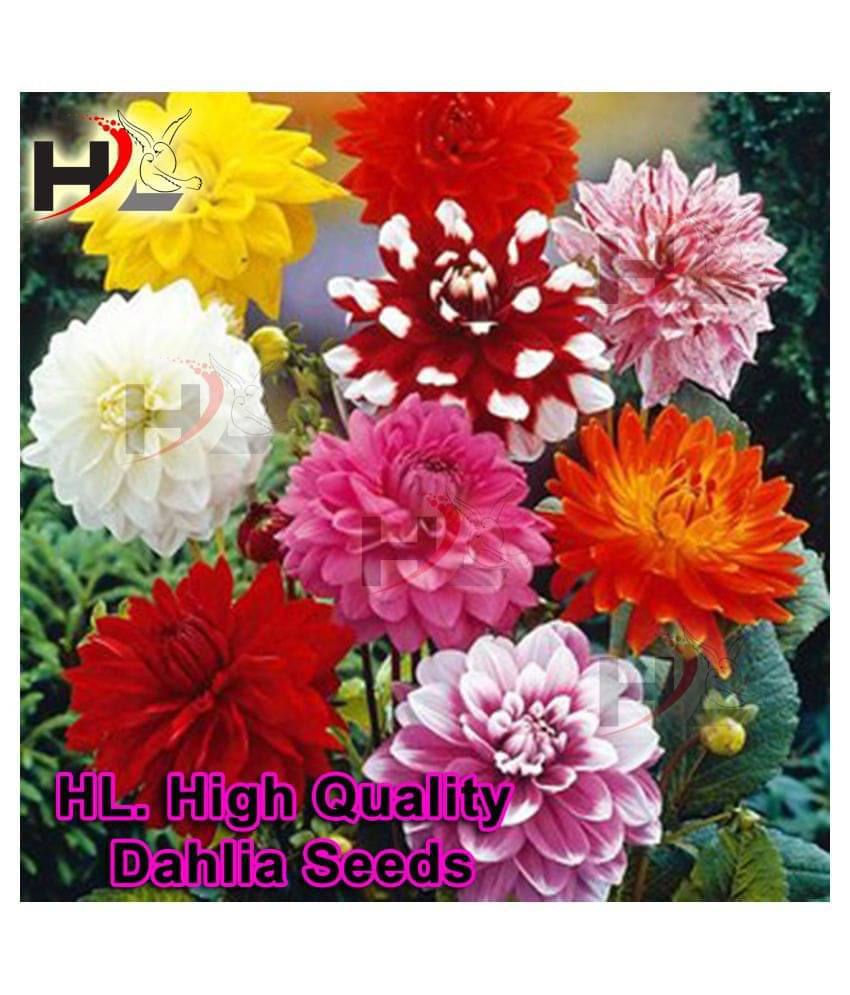     			HL. Dahlia Hybrids Mixed Color - Dahlia Flower Seeds