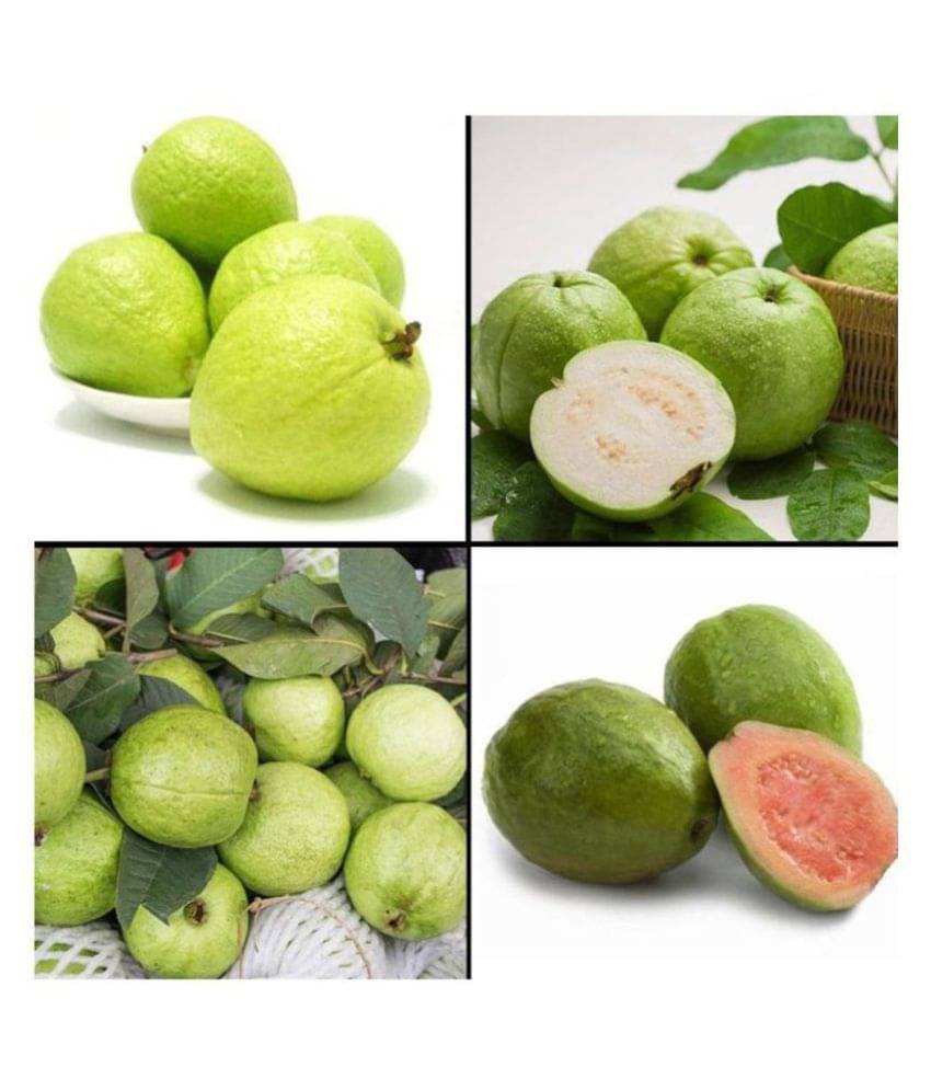 INNATE Dwarf Mixed 100 PCS Organic Large Sweet Guava Seeds INNATE Dwarf Mixed 100 PCS Organic Large Sweet Guava Seeds